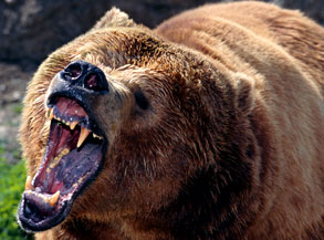 Grizzly Bear Grizzly Bear